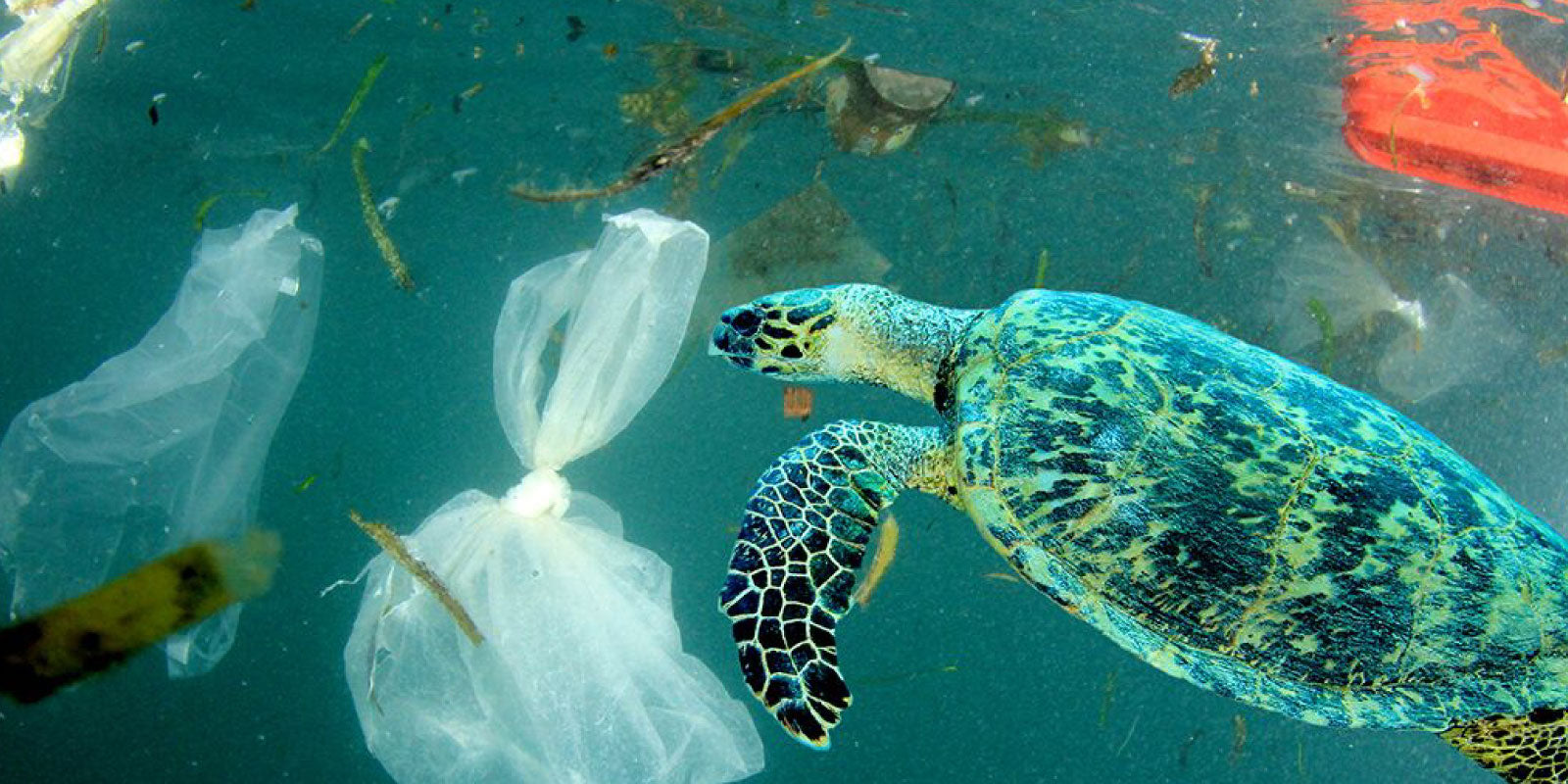 International Plastic Bag Free Day: 5 Sustainable and Innovative Alternatives